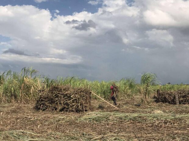 Sugar milling season in Negros Occidental, which is supposed to last until June, is projected to end as early as March, due to the drought that has dried up cane fields and prompted planters to harvest early. STORY: El Niño drops Negros sugar production, early end to milling season