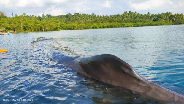 This wounded 50-foot-long giant spermwhale, found by fishermen inside Hook Bay near the shoreline of Barangay Bato in Panukulan town, Quezon province, on Sunday morning, died on Monday, March 11, 2024, despite efforts to nurture it back to health. STORY: 