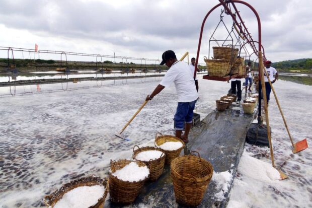 A farmer harvests salt at the 473.8-hectare Pangasinan Salt Center in Barangay Zaragoza,Bolinao town, in this 2023 file photo. STORY: Marcos signs law to revive local salt industry