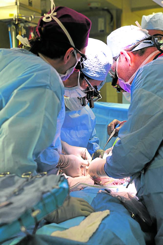  pig kidney transplant