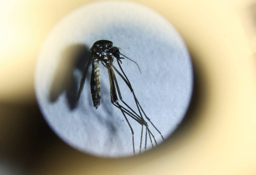 Aedes aegypti mosquito can transmit the viruses that cause dengue fever.