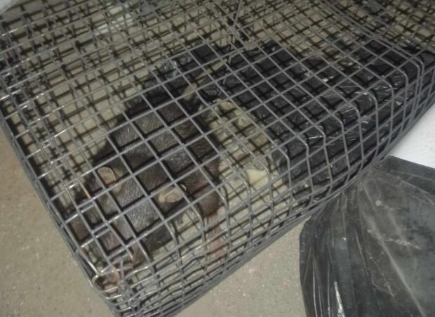 PHOTO: Rats trapped in a cage at NAIA STORY: More rats snared amid stepped-up pest control efforts at Naia