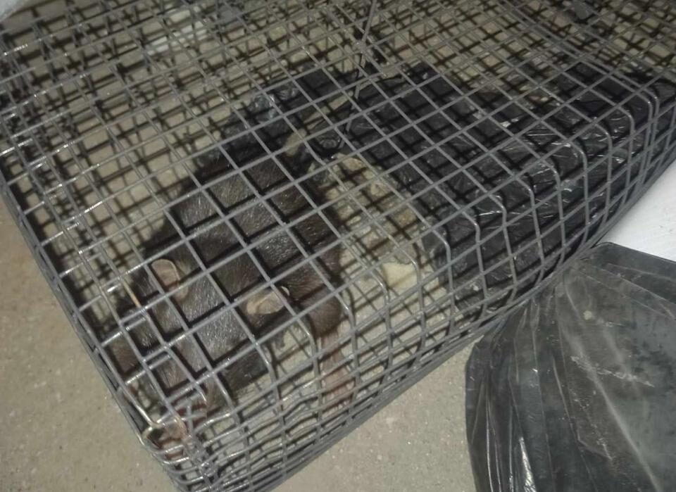 More rats snared amid stepped-up pest control efforts at Naia