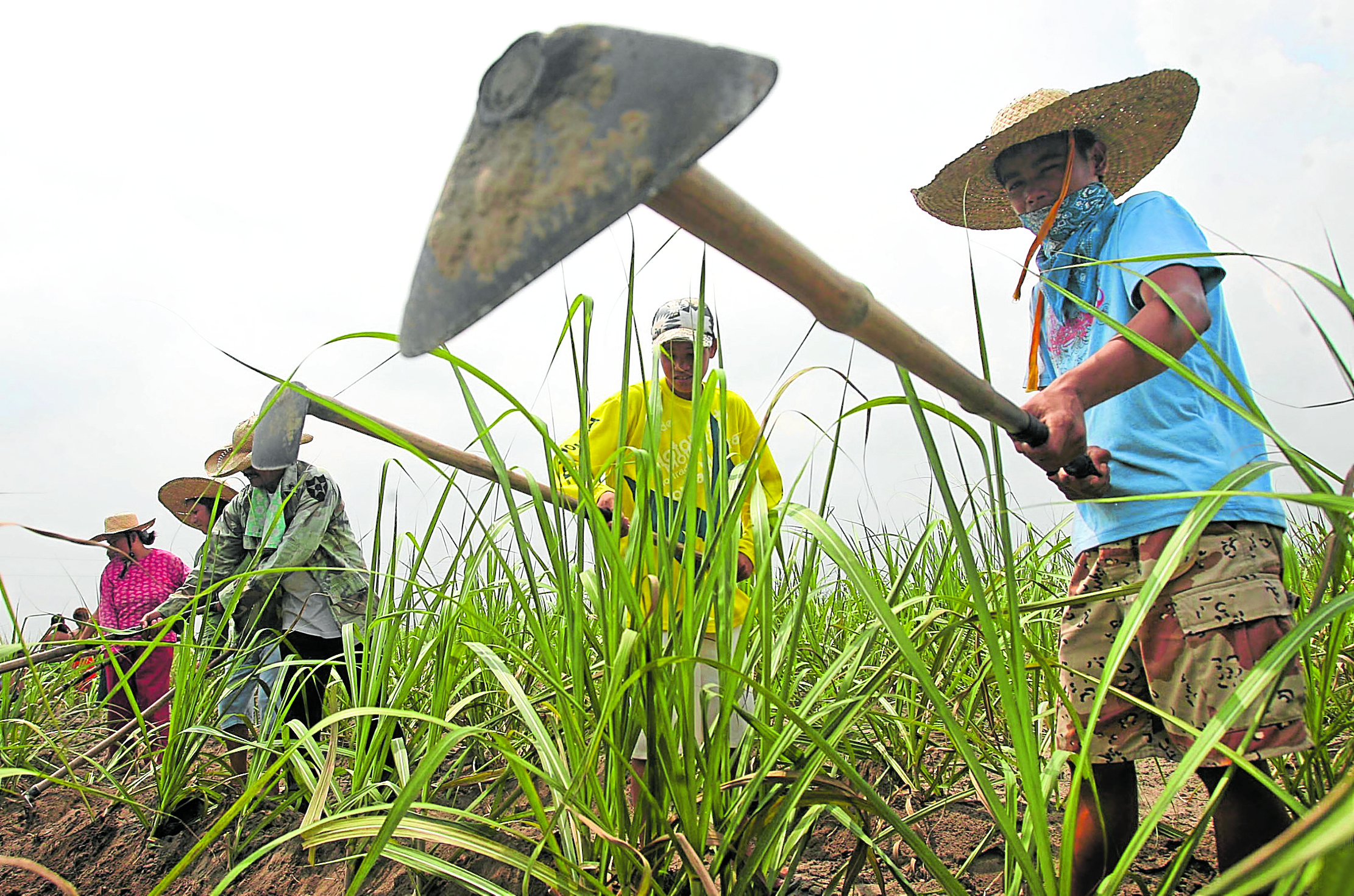 Farmers of Hacienda Luisita in Tarlachoe a field before sowing sugarcane