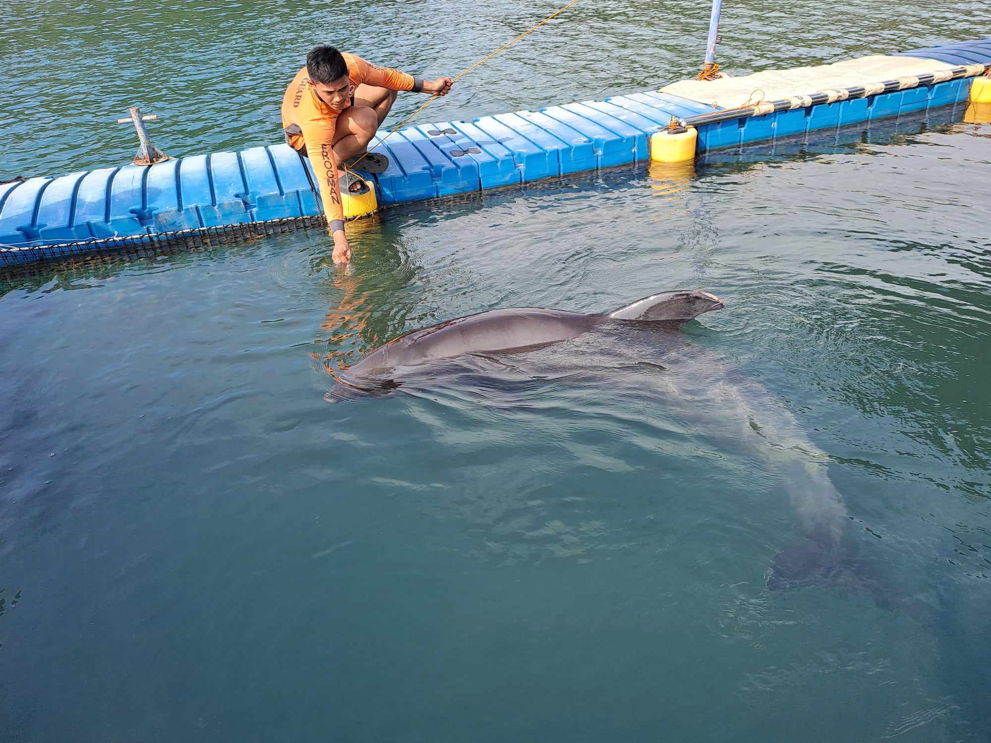 In a span of just five days, 14 dolphins were spotted along the coastline of the Ilocos region, many of them getting stranded in the shallow waters, officials of the Bureau of Fisheries and Aquatic Resources (BFAR) said on Wednesday.