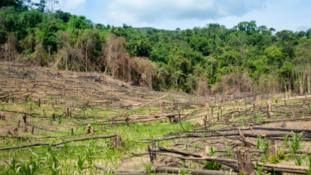 Avisos errados e o desmatamento tornaram as chuvas de Mindanao “mortais”.