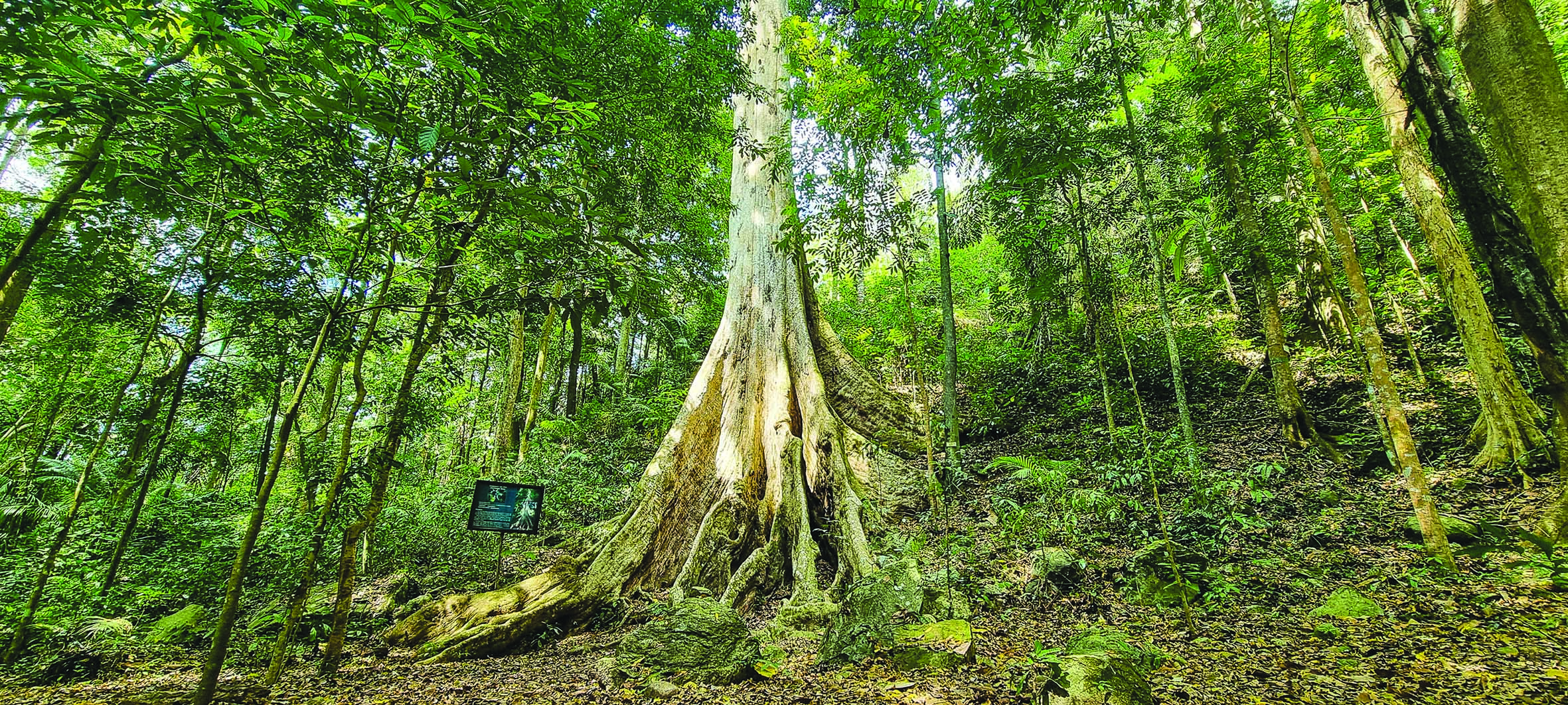 300-year-oldDao tree inside the Malasag eco-park.