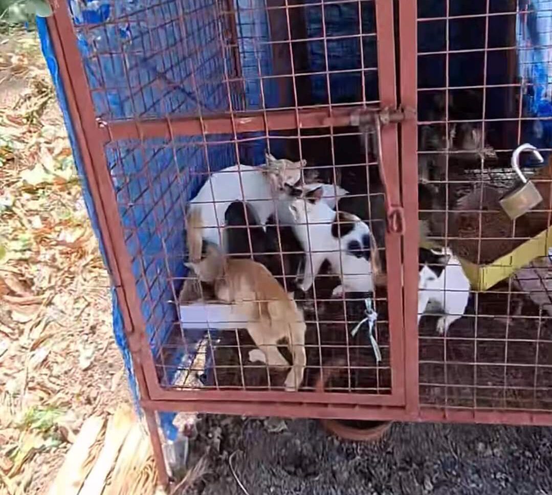 A search for a missing feline turned into the discovery of the gruesome situation of animals in an animal pound in Cavite, amplifying the call to save and support abandoned animals.