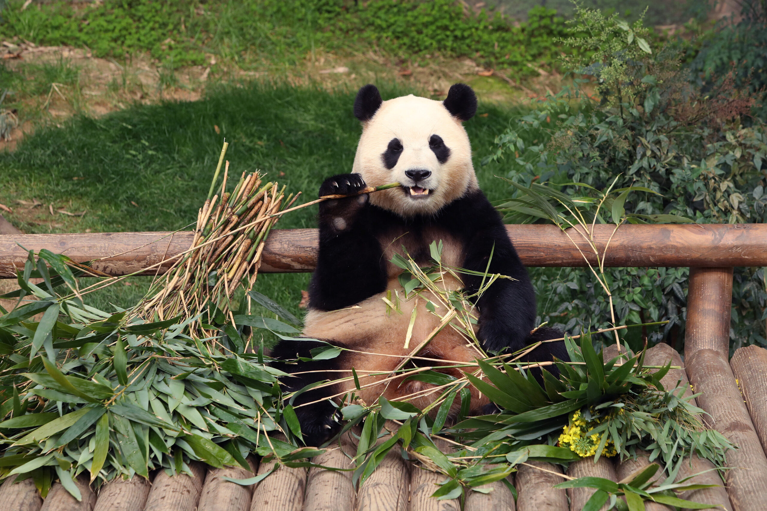 S. Koreans bid farewell to beloved panda Fu Bao ahead of China return