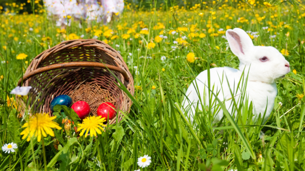 Easter giveaways must exclude live rabbits, chicks – PAWS