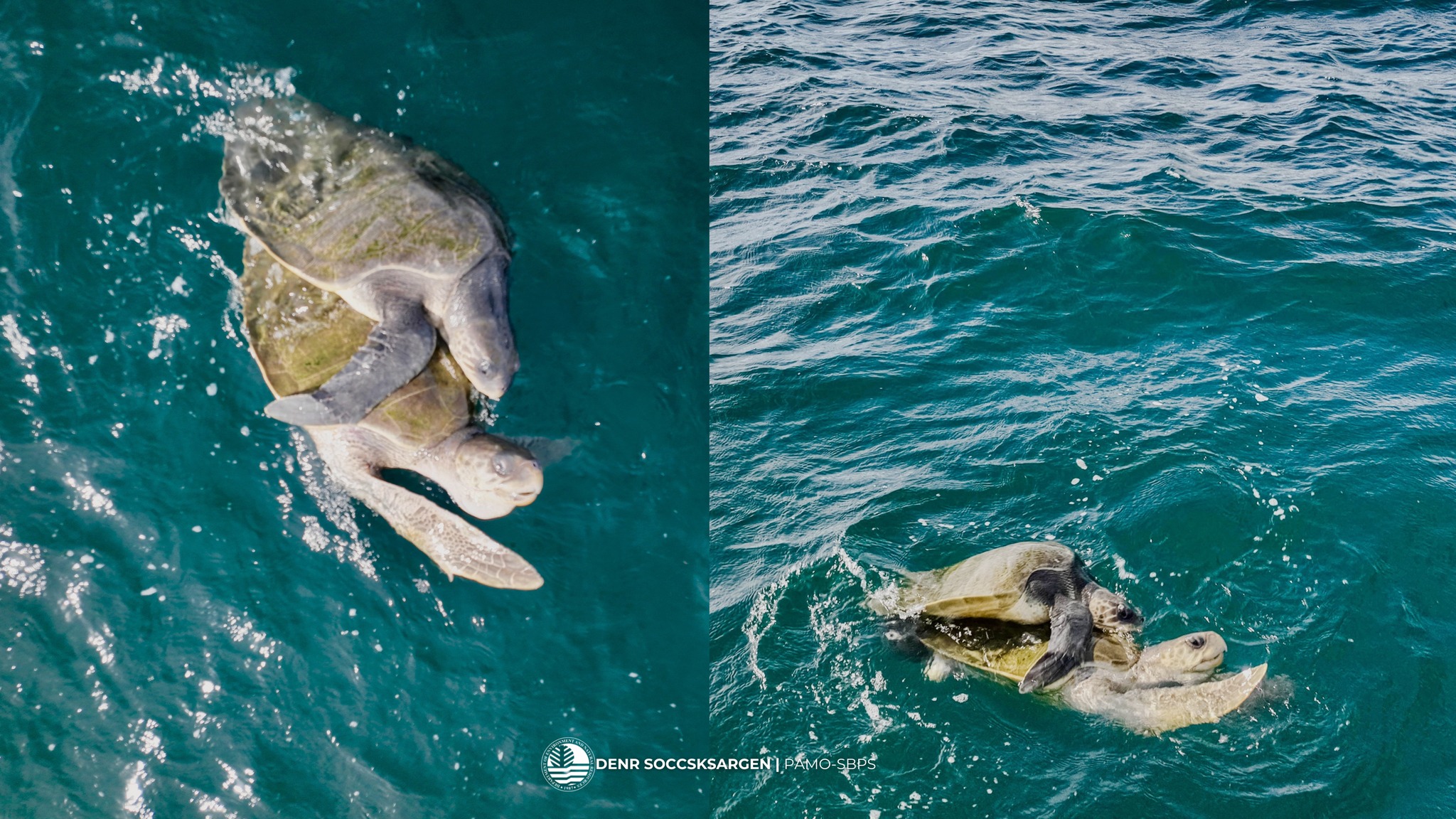 Environmentalists record mating sea turtles in Sarangani Bay