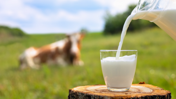 DA to review law to boost PH's dairy milk production