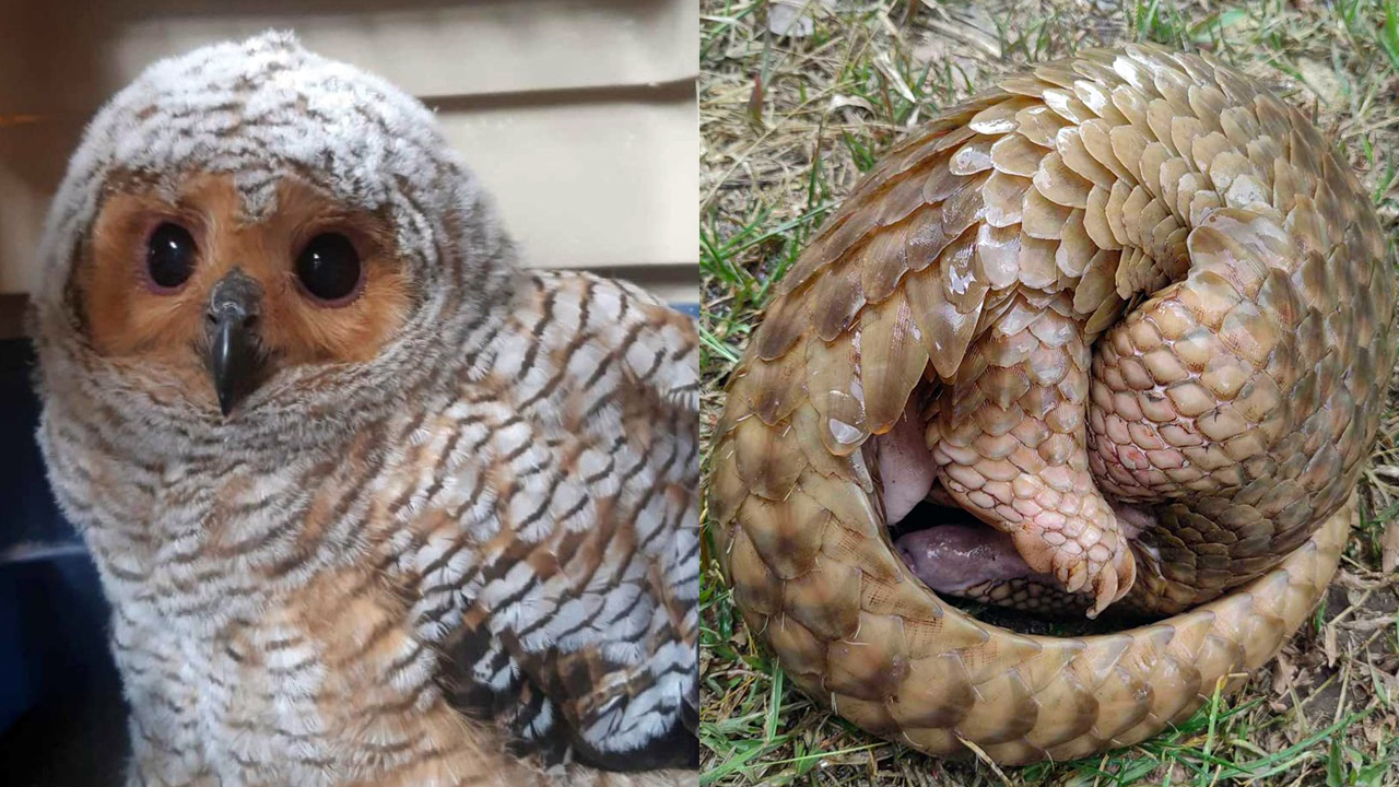 A baby spotted wood owl and an adult male Philippine pangolin.