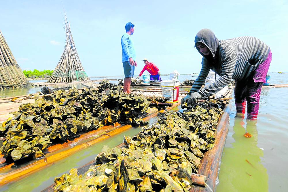 Oysters are cultured in the coastal villages of Alaminos City in Pangasinan