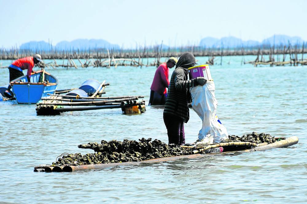 Fishermen belonging to Samahang Mangingisdaat Magsasaka ng Baleyadaan in Alaminos harvest oysters from a farm in the village of Baleyadaan in time for the Talaba Ihaw-Ihaw, one of the events lined up for the Hundred Islands Festival held last month.