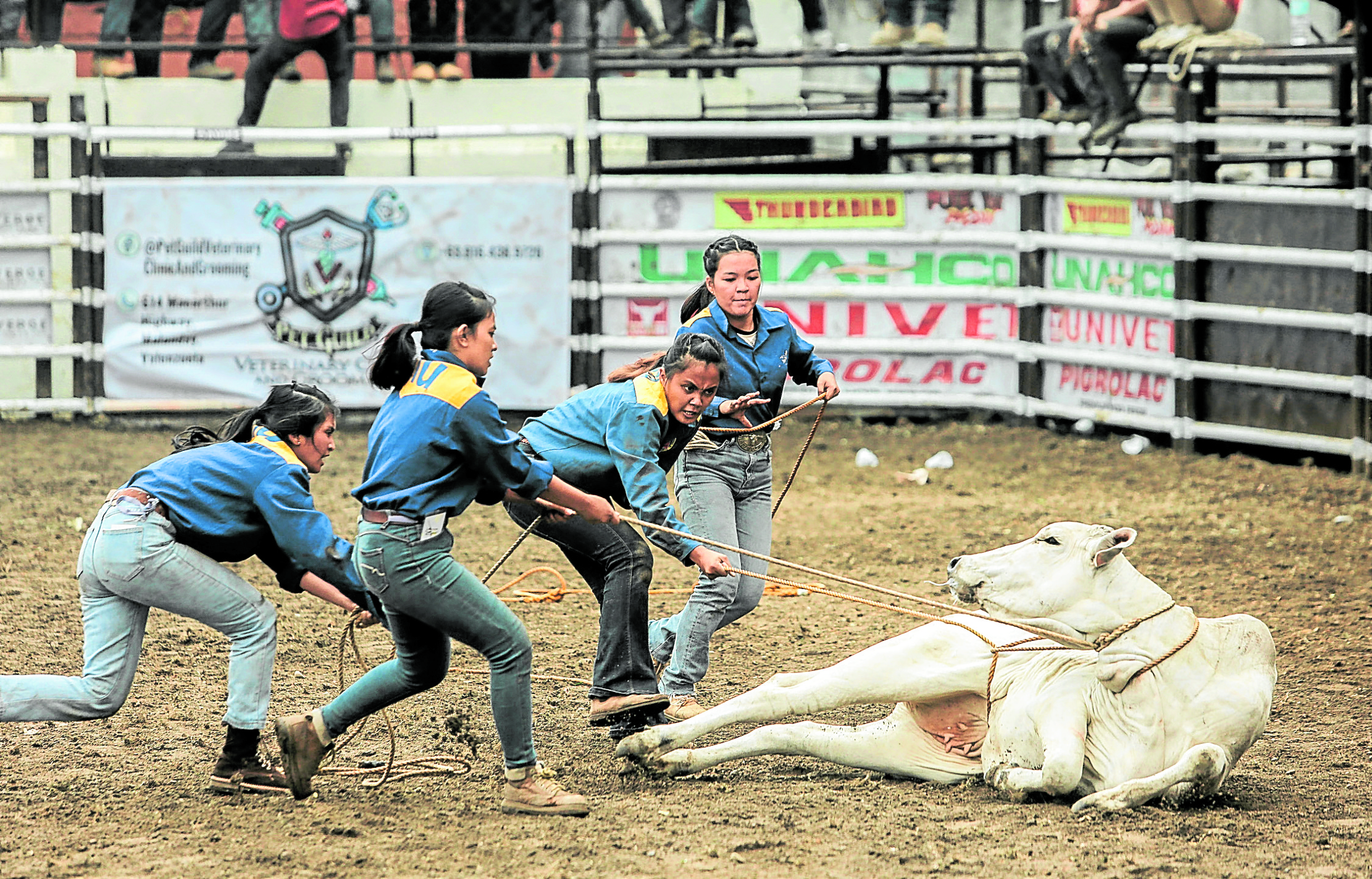 Masbate rodeo gets bigger, but defended anew vs critics