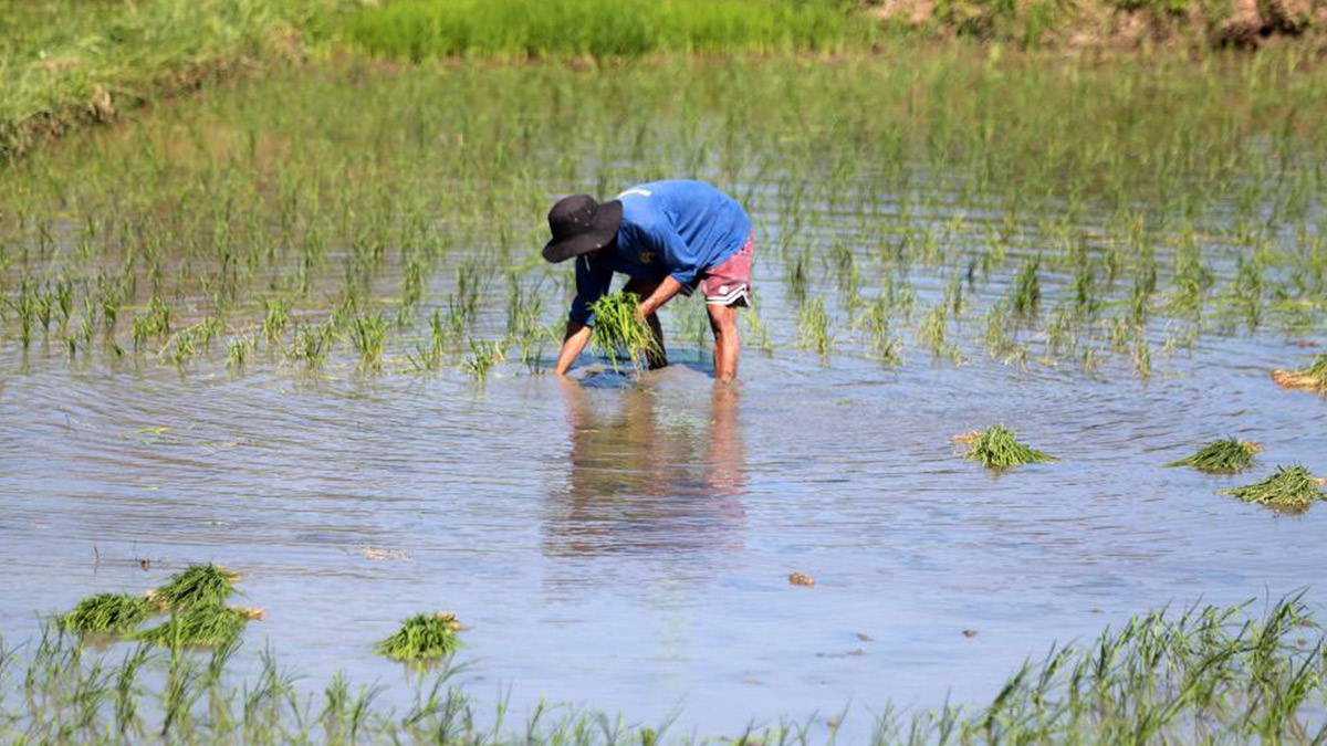 Marcos’ wish on his birthday: Improved lives of Filipino farmers