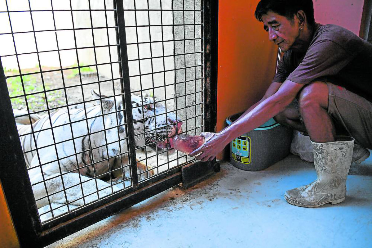 Amid the scorching heat, a worker feeds Wendell, a 5-year-old Bengal tiger, with “bloodsicle” inside its enclosure at the Manila Zoo on April 30. 