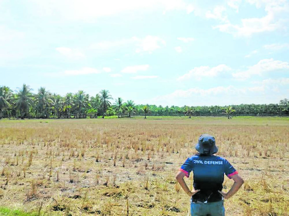 DA: Agriculture damage due to El Niño hits P6.3 billion