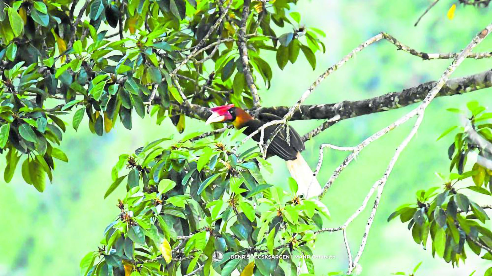 Elusive ‘clock of mountains’ bird documented on Mt. Apo