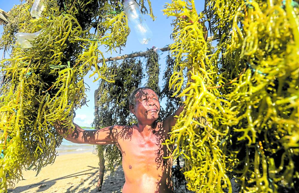Extreme heat stunts growth of seaweeds in CamSur town