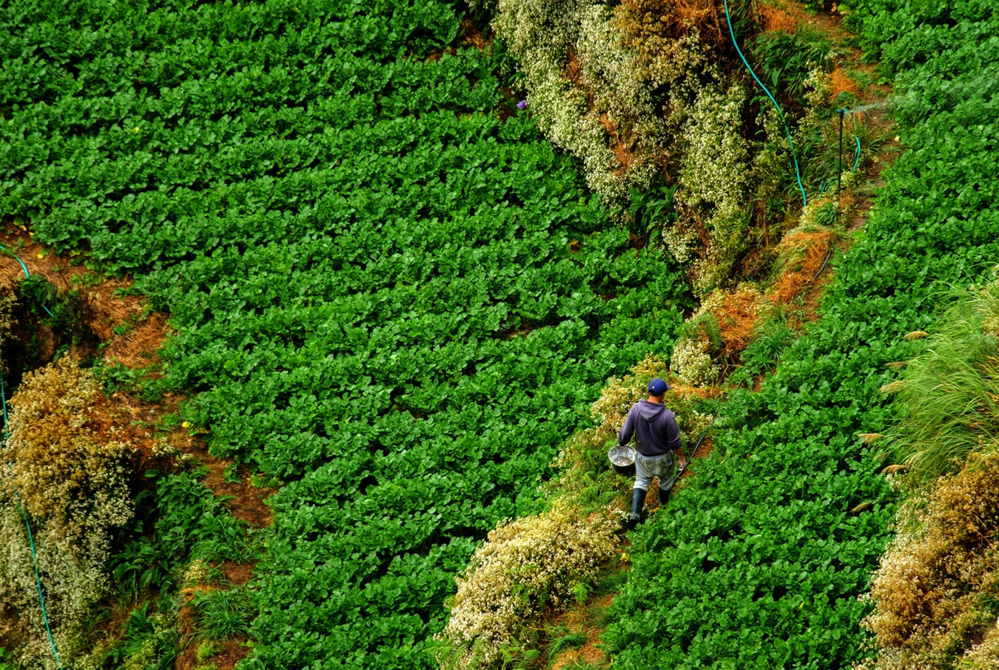 Cordillera seeks climate change tech as El Niño crop damage hits P768M