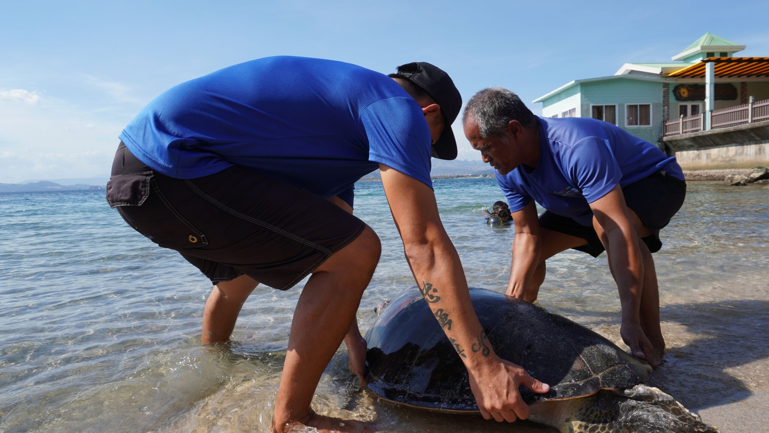 This female green sea turtle has recovered from its injuries and is released back into Subic Bay on Thursday (May 23) that coincides with the Wold Turtle Day. 