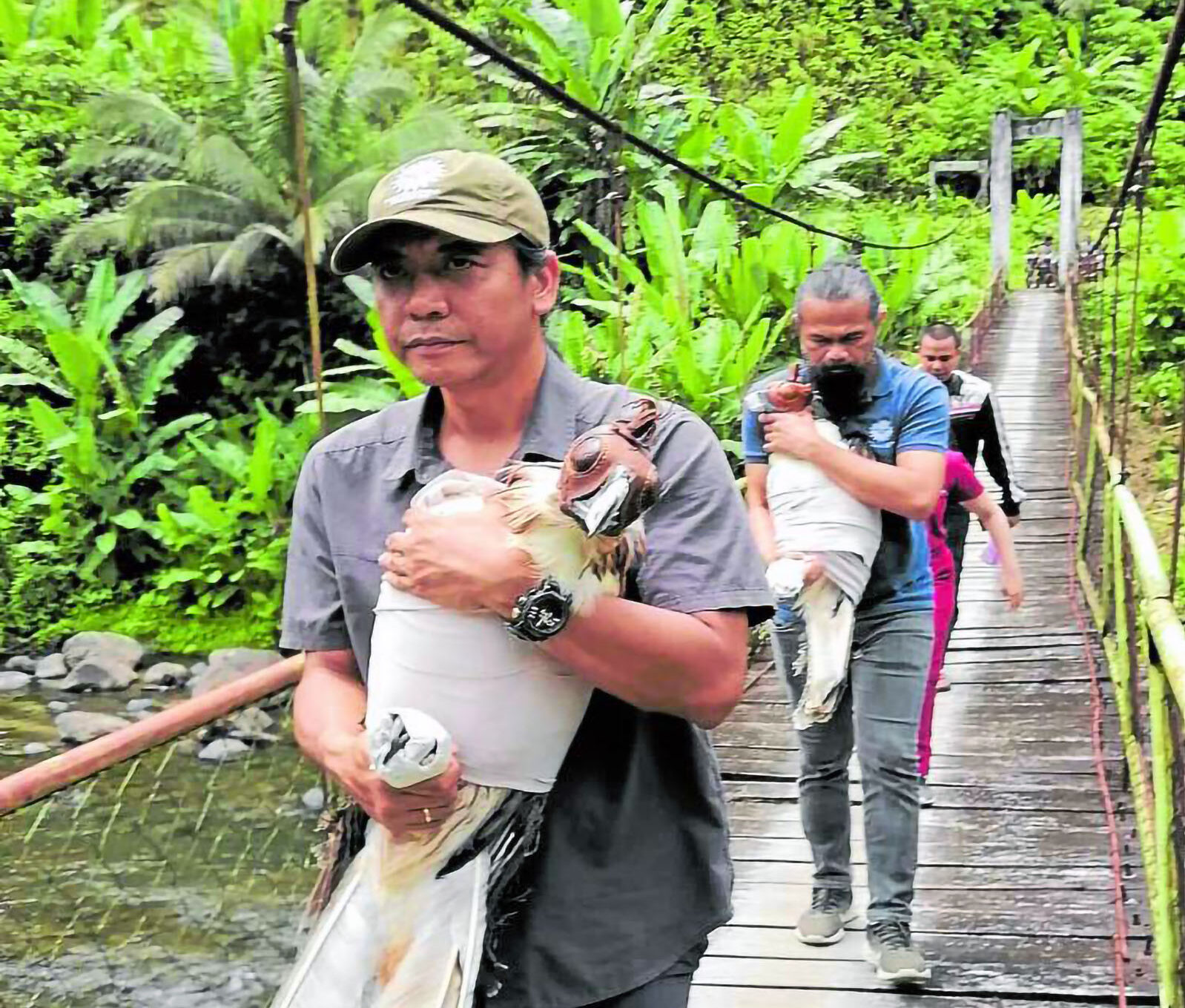 PH eagle repopulationin Leyte forests starts