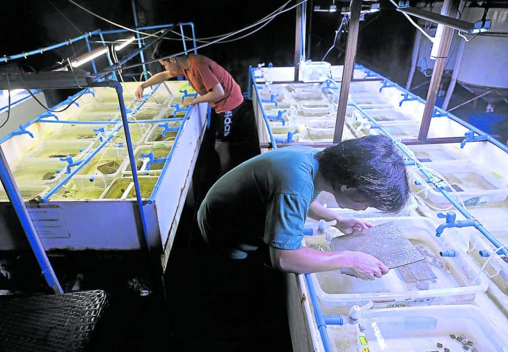 They have made some progress at the Hundred Islands National Park in Alaminos, Pangasinan, using a method involving coral larvae grown in the lab and later seeded in a target area.
