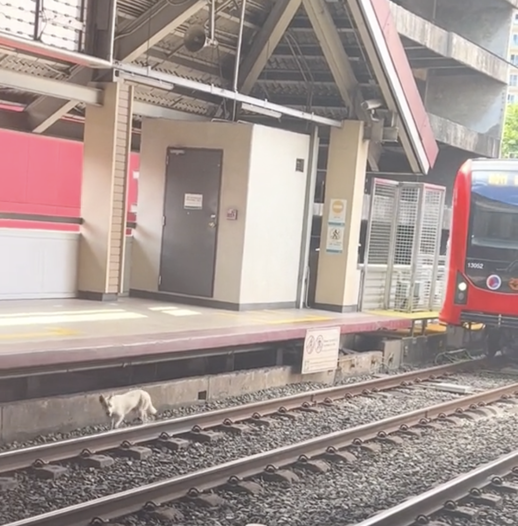 A video of a dog dangerously walking along the train tracks of the Light Rail Transit Line 1 (LRT-1) went viral on social media.
