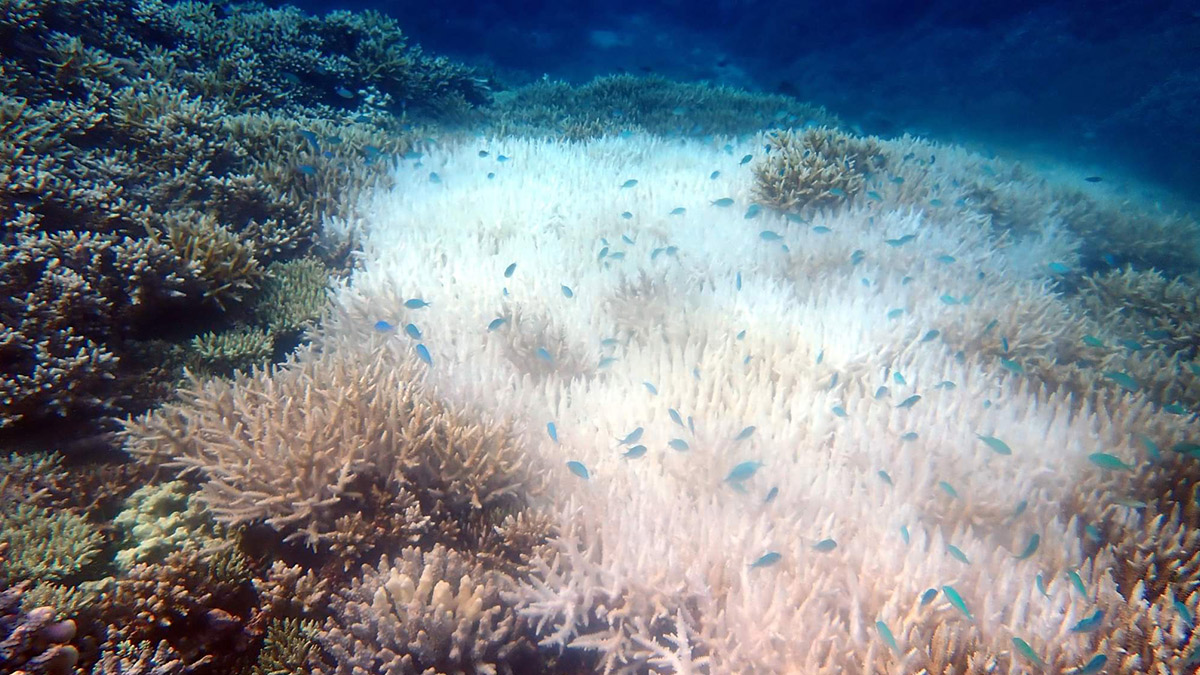 Coral bleaching hits Tubbataha due to extreme heat