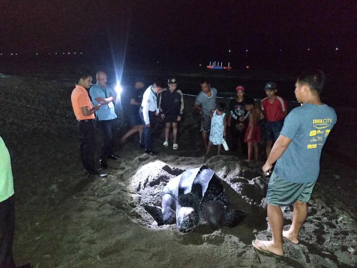 The Department of Environment and Natural Resources (DENR) asked for public support on Saturday to protect the nesting site of a leatherback turtle in Sta. Ana, Cagayan.
