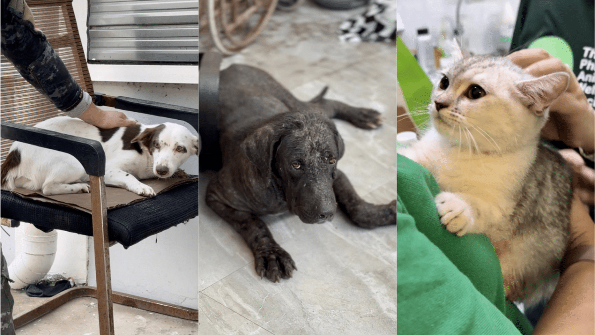 PAWS asks help for medical needs of rescued pets from Pampanga Pogo hub