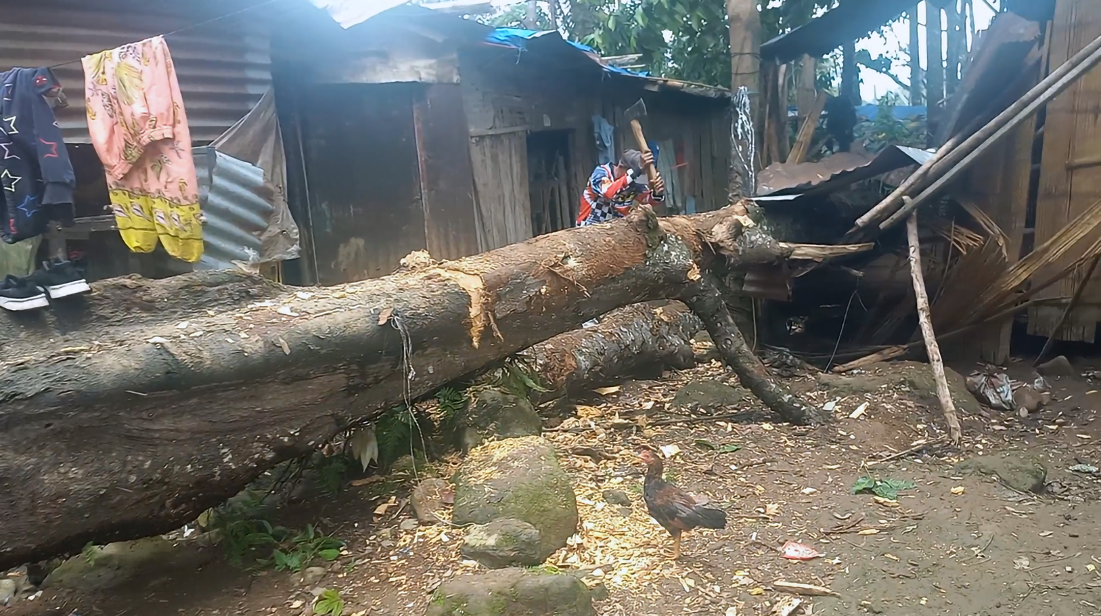 Huge marang tree fell on a nearby house in Barangay Bongolanon. 