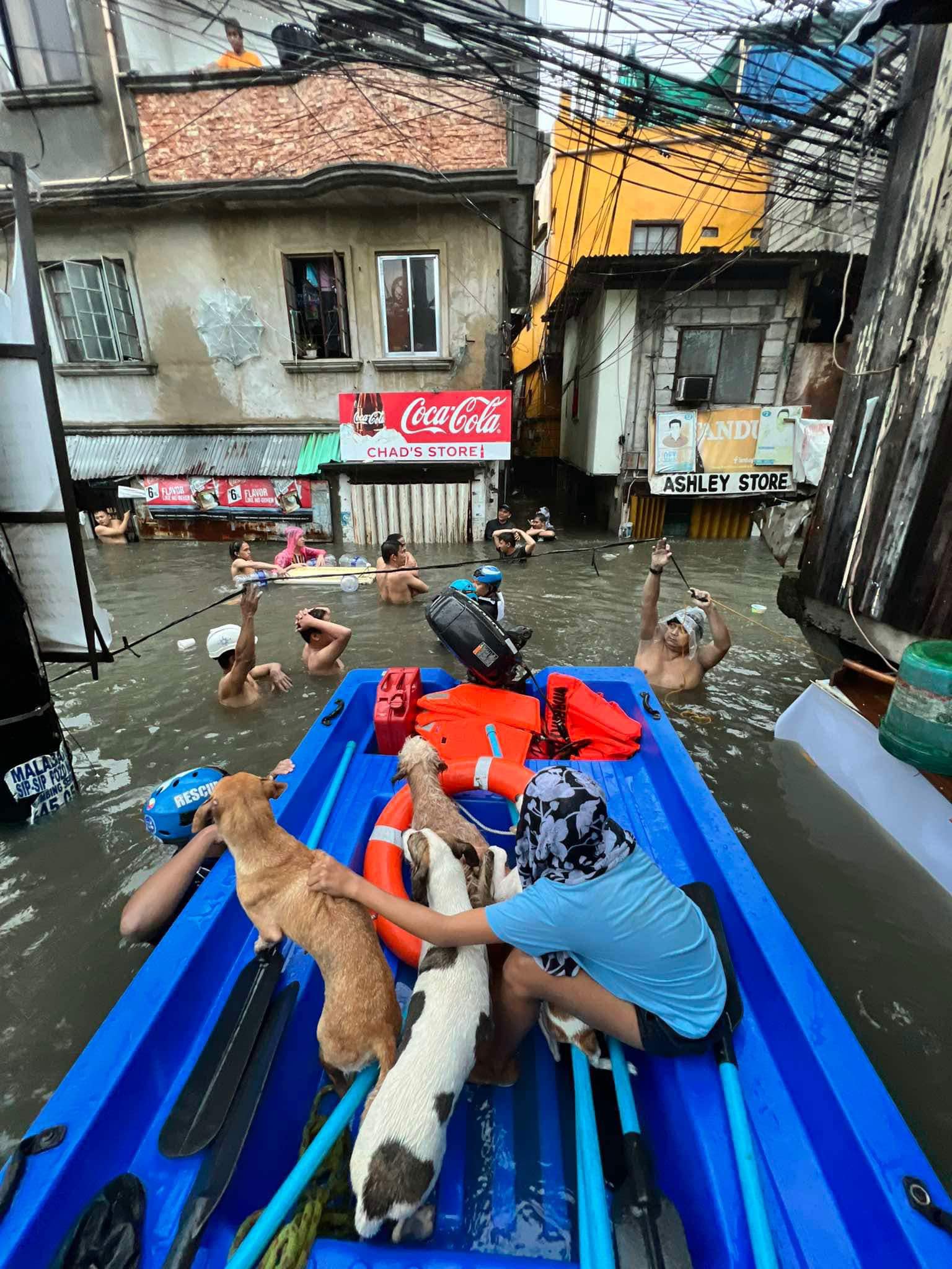 Pets, stray animals rescued amid Typhoon Carina
