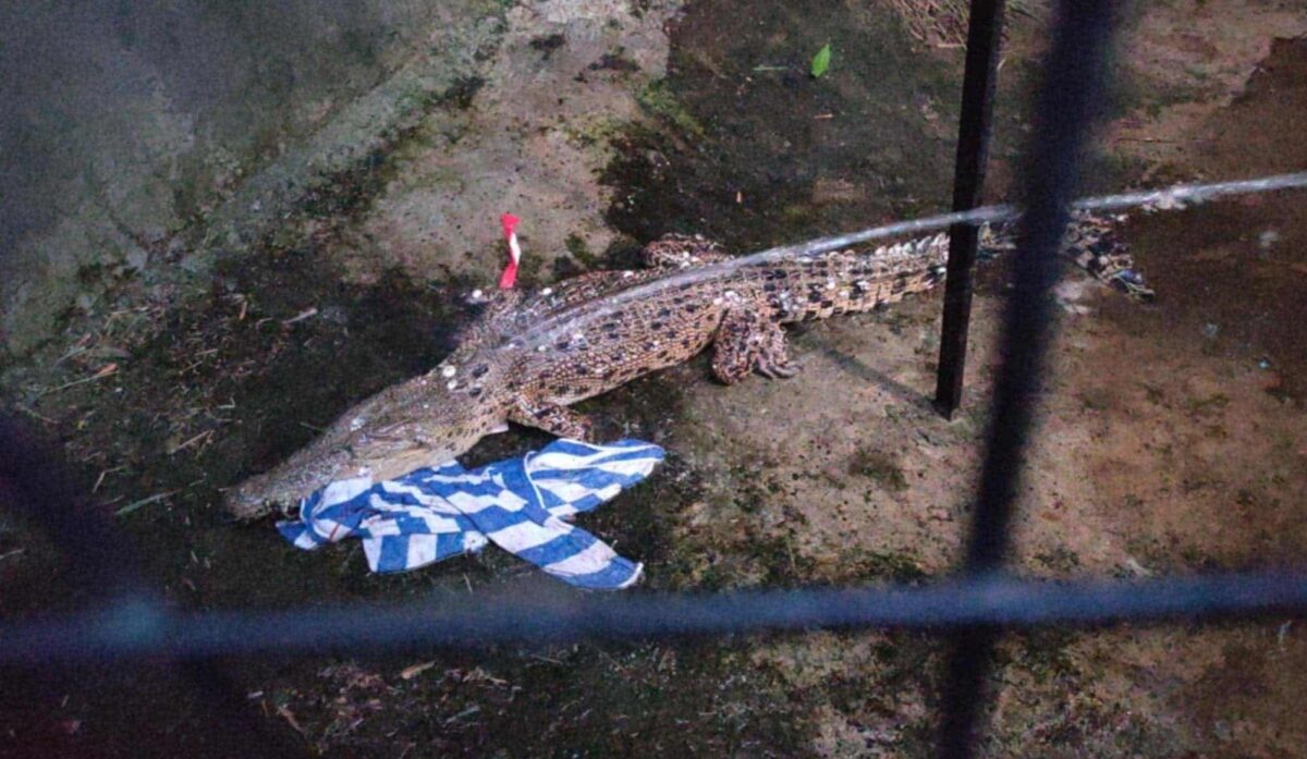 Safety protocols, precautions in place on Boracay after croc sighting