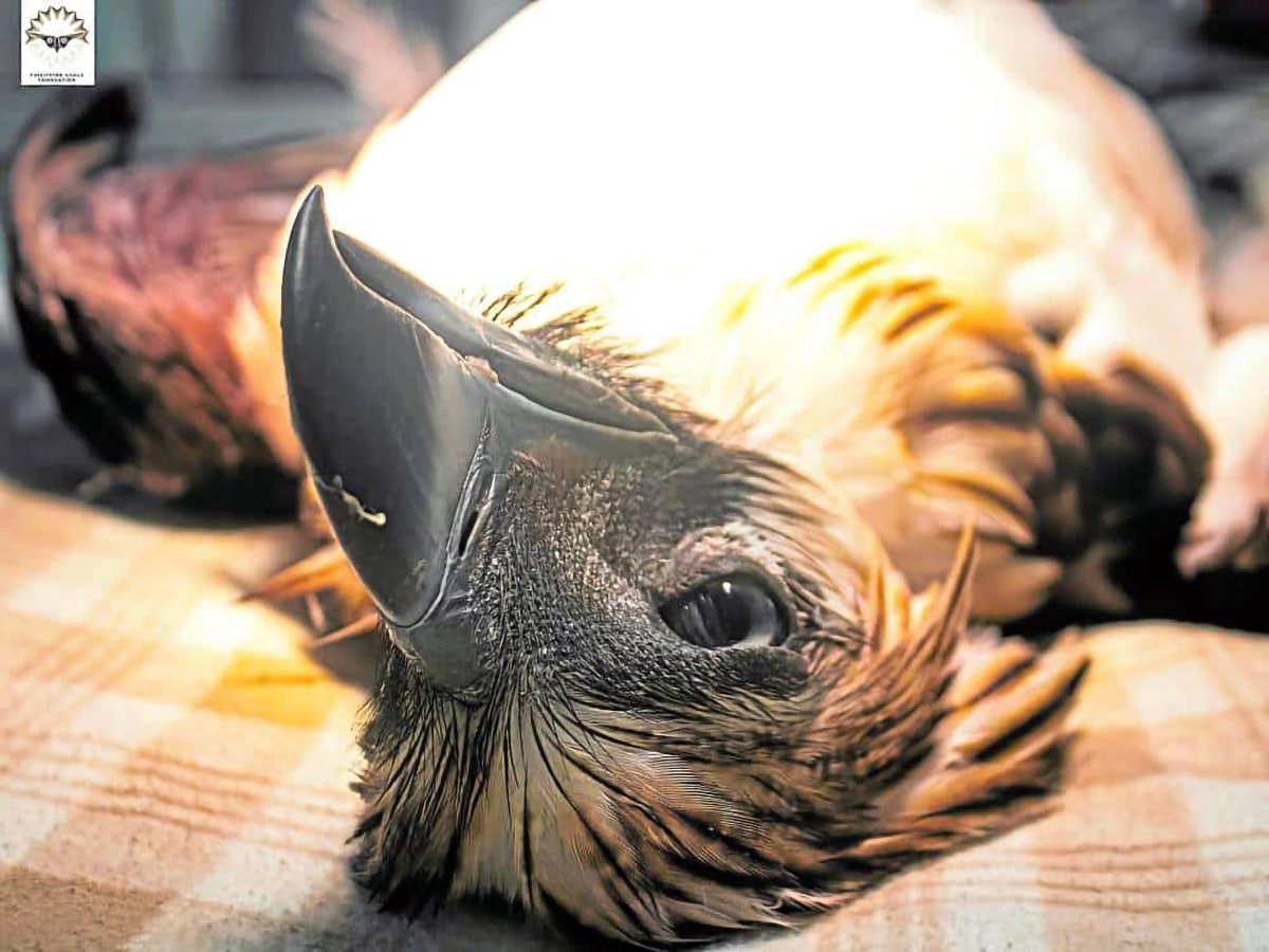 CASUALTY The male Philippine eagle named “Mangayon”died due to severe blood loss after he was hit by a hunter’s improvised air gun, called “jolen,” in the forests of Compostela, Davao de Oro.