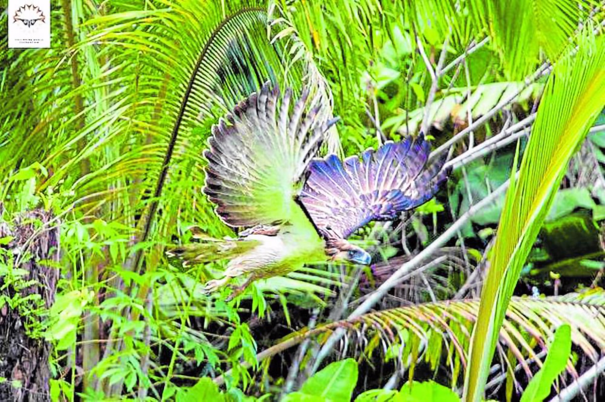 DENR intensifies monitoring of 2 eagles now in Leyte