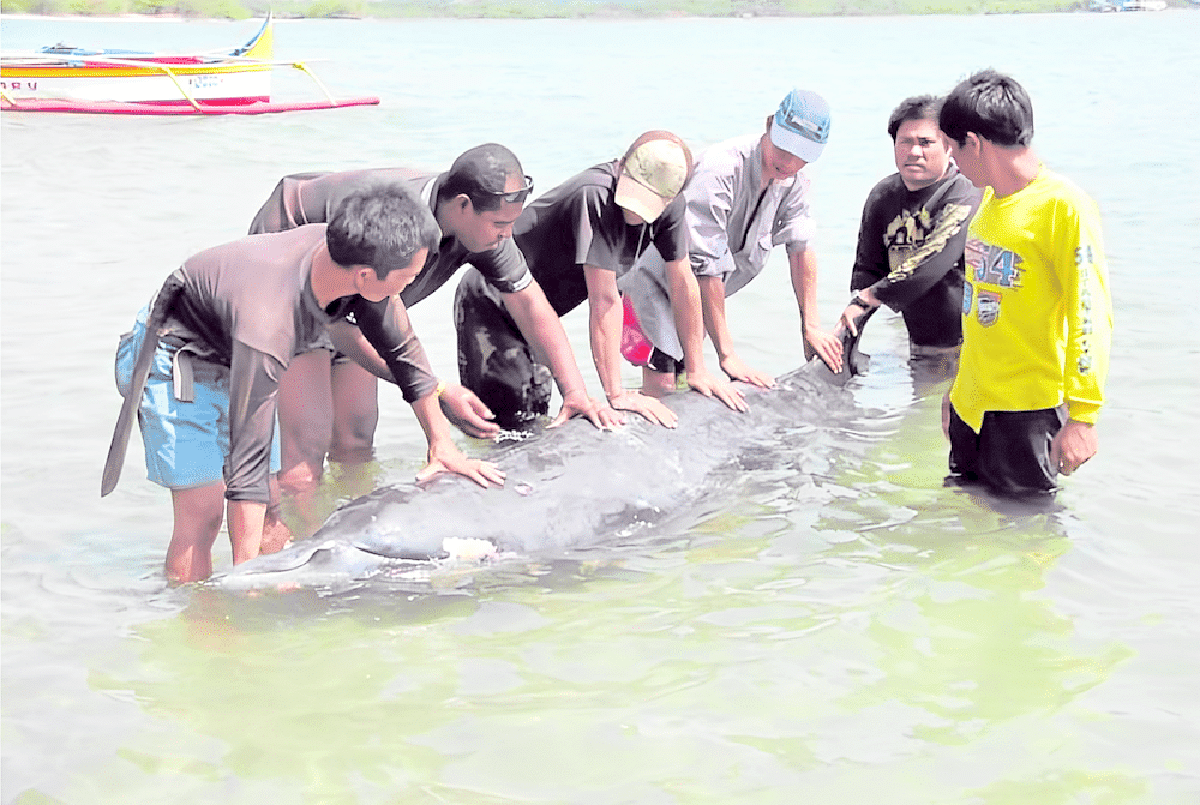 Group working to save stranded dolphins and dugongs since ’05