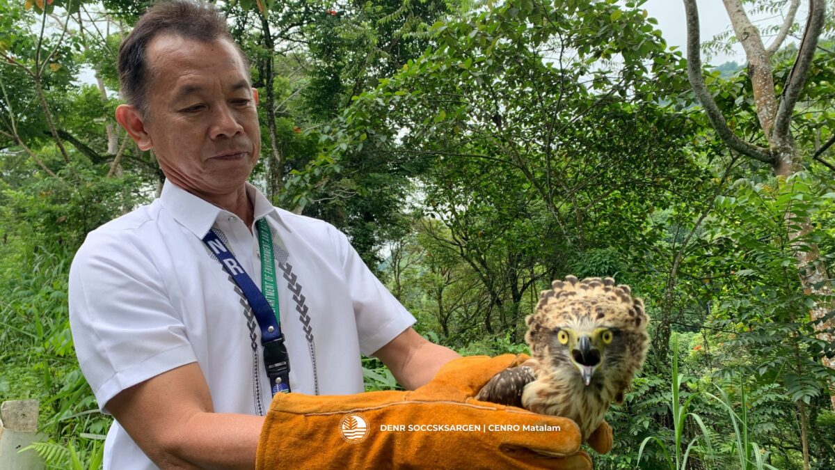 DENR lauds Cotabato farmer for saving serpent eagle