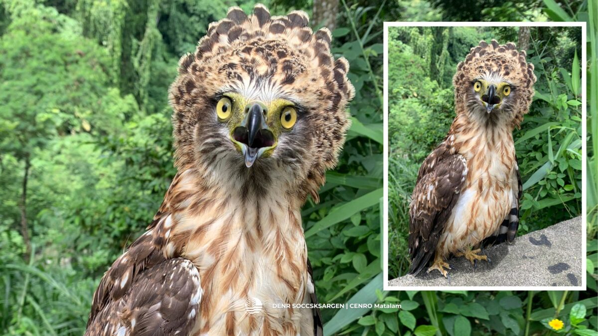 Pinapurihan ng DENR ang magsasaka sa Cotabato sa pagligtas ng serpent eagle