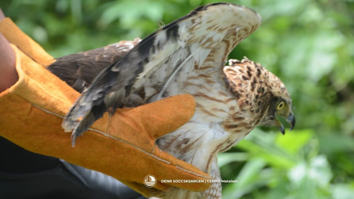 Pinapurihan ng DENR ang magsasaka sa Cotabato sa pagligtas ng serpent eagle