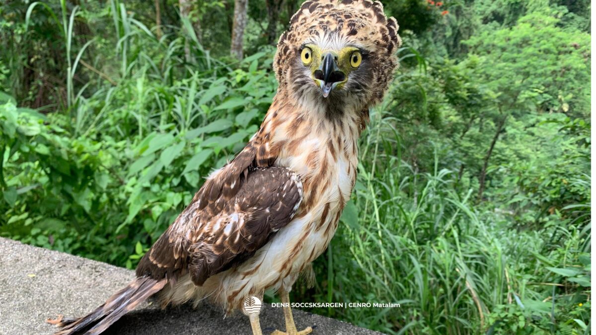 Pinapurihan ng DENR ang magsasaka sa Cotabato sa pagligtas ng serpent eagle