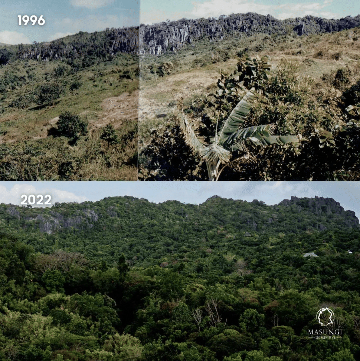 THRIVING. A comparative photo of how the Masungi Geopark Project looked like in 1996 and 2022. 