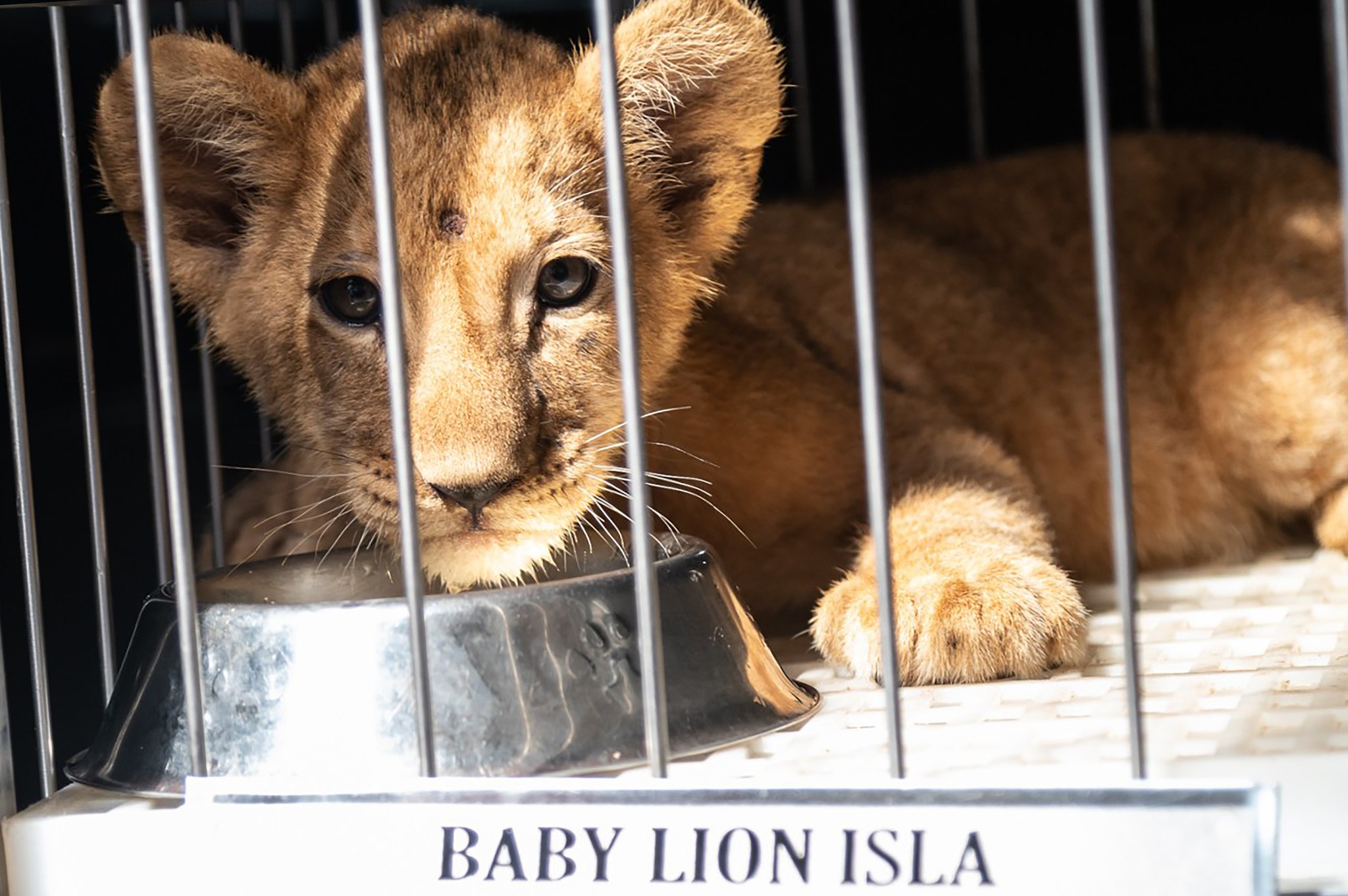 Peta to Manila Zoo: Lion cub Isla deserves better