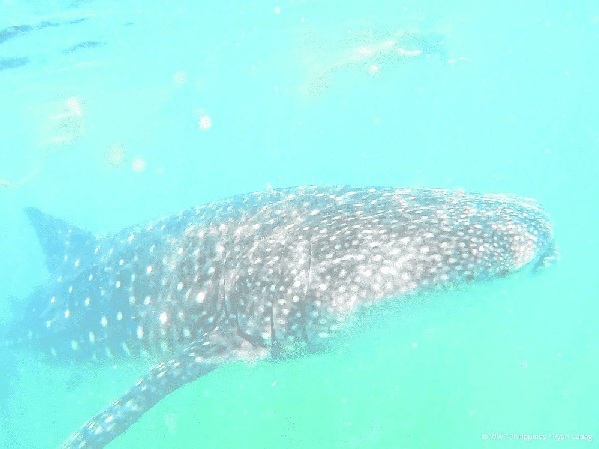 Whale shark sightings in Donsol up after 4 years