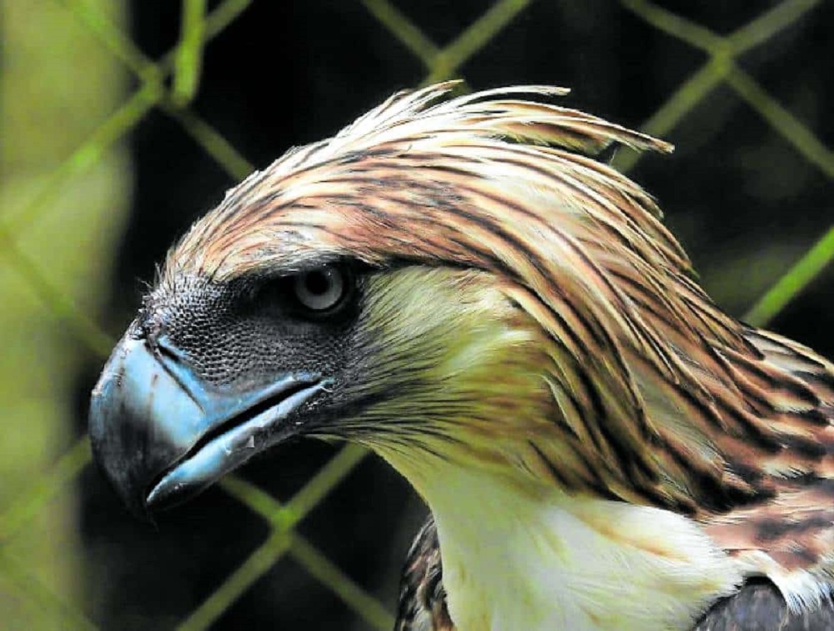 Philippine eagle “Uswag” is photographed while inside his cage at the Philippine Eagle Center in Davao City before he is taken to Burauen, Leyte, on June 11 in preparation forhis release.