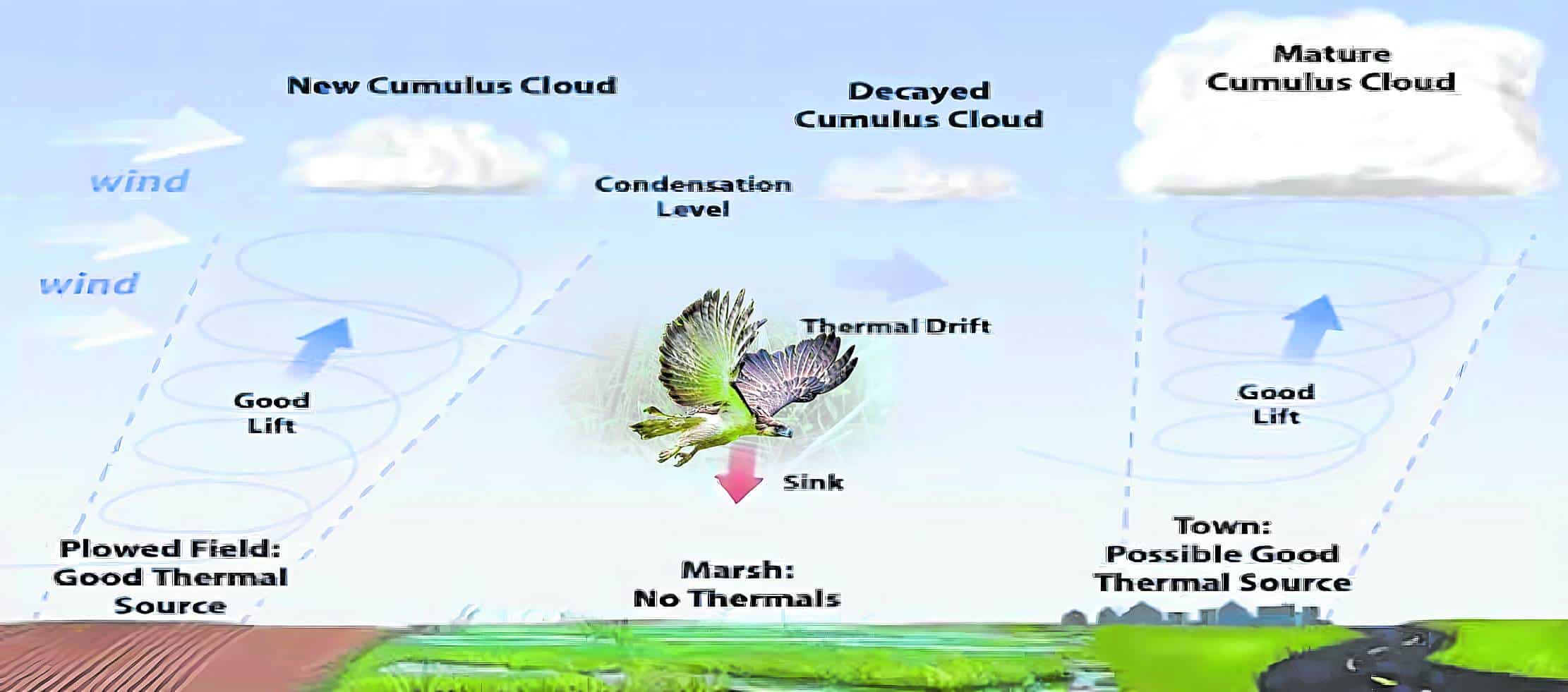 SEA CRASH An illustration prepared by Phiippine Eagle Foundation experts shows the circumstancesleading to Uswag’s crash off the coast of Baybay City.