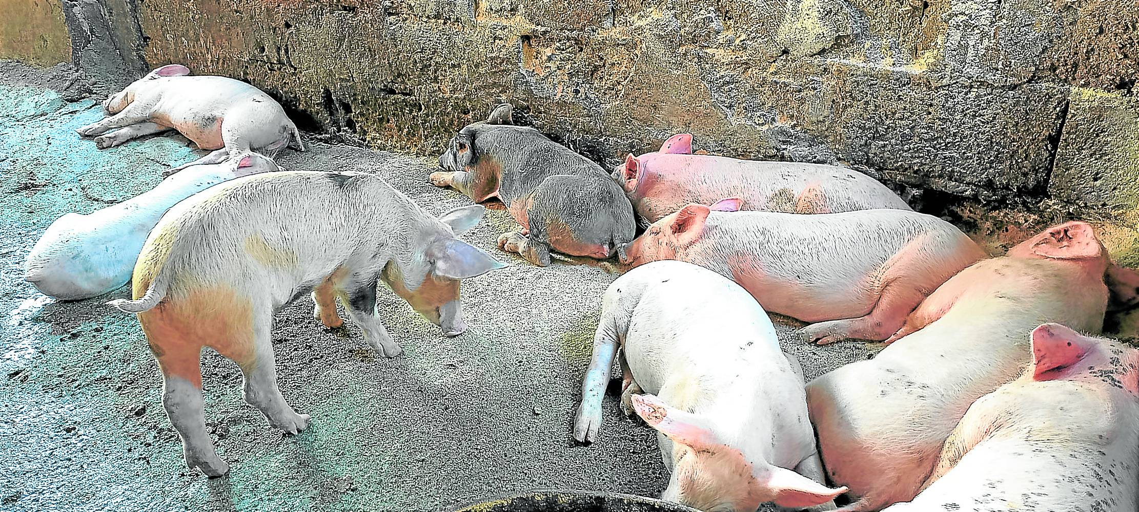 Faced with another crisis that may pressure food prices, President Ferdinand Marcos Jr. on Thursday vowed to ensure the safety of the country’s hog population as 10,000 vaccine doses against African swine fever (ASF) were expected to arrive on Friday.