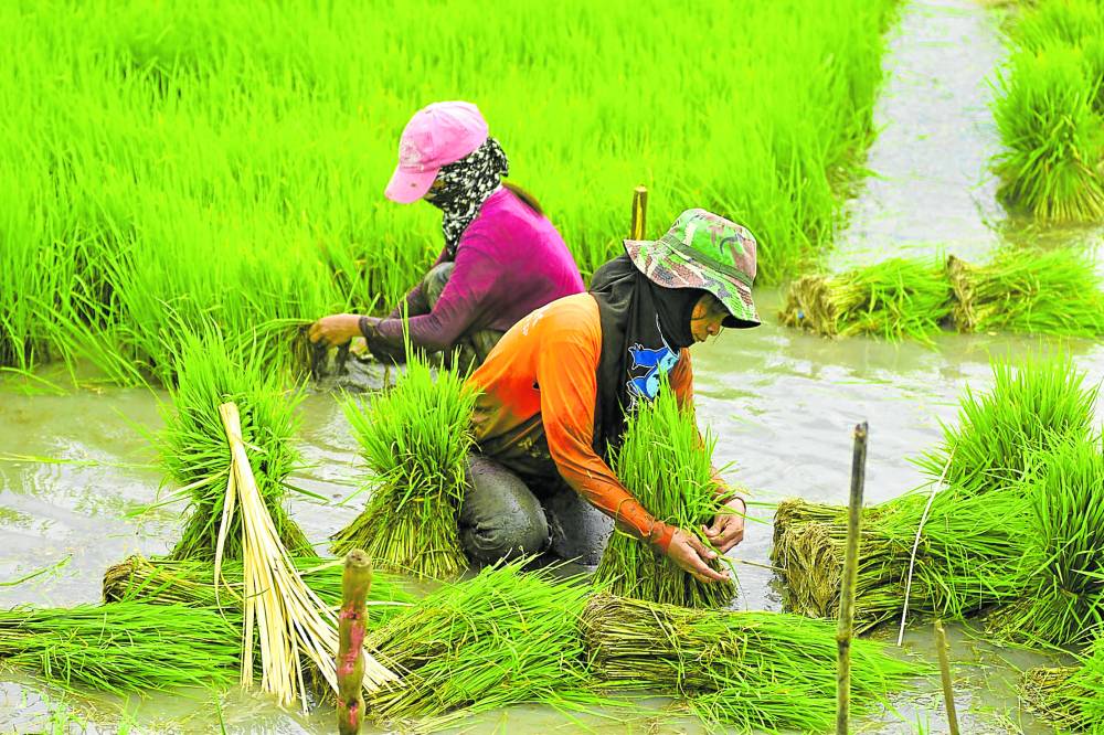 In Pangasinan, farm time shifts amid climate change